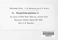 Phragmidium speciosum image